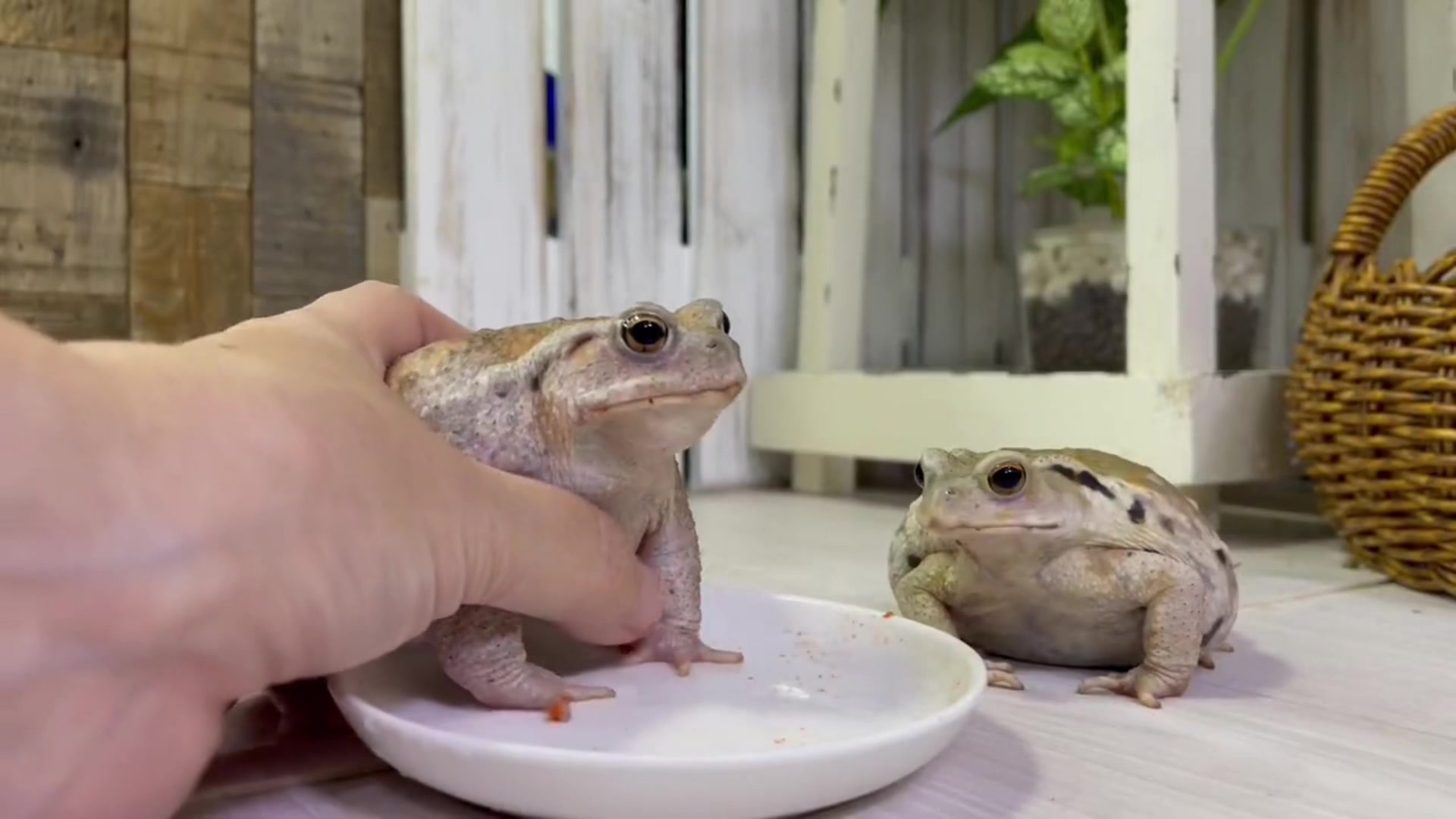 @toadhearted