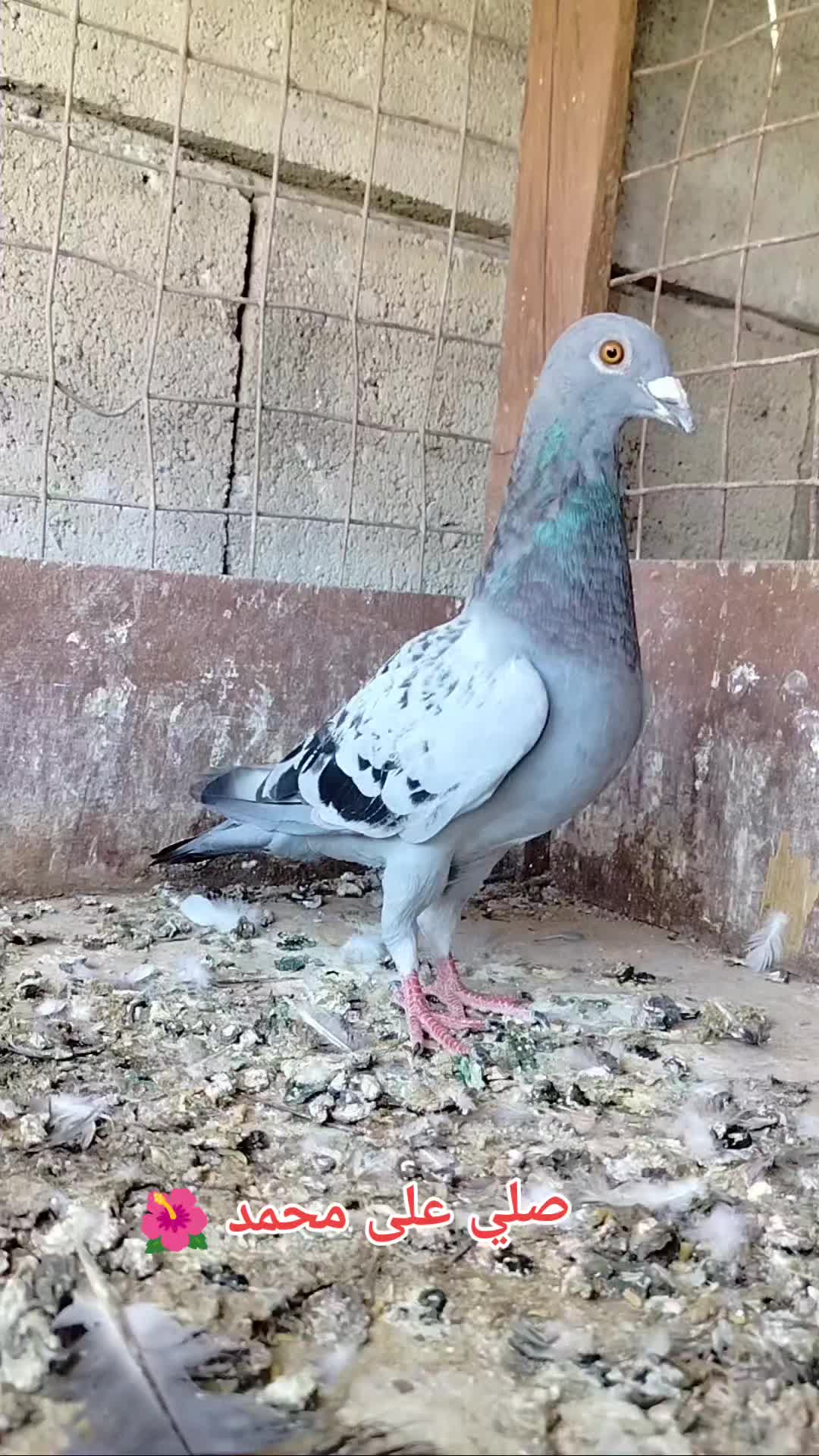 @ملك الزاجل