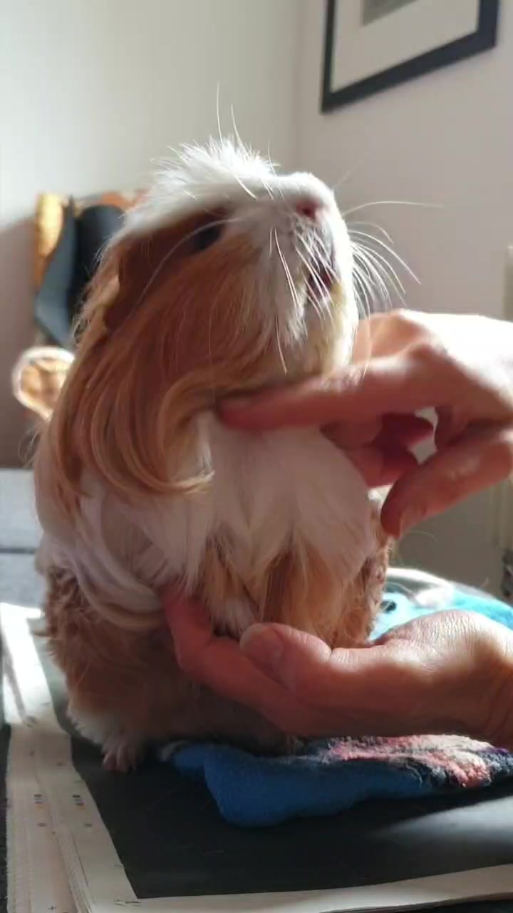 @Piggymassage