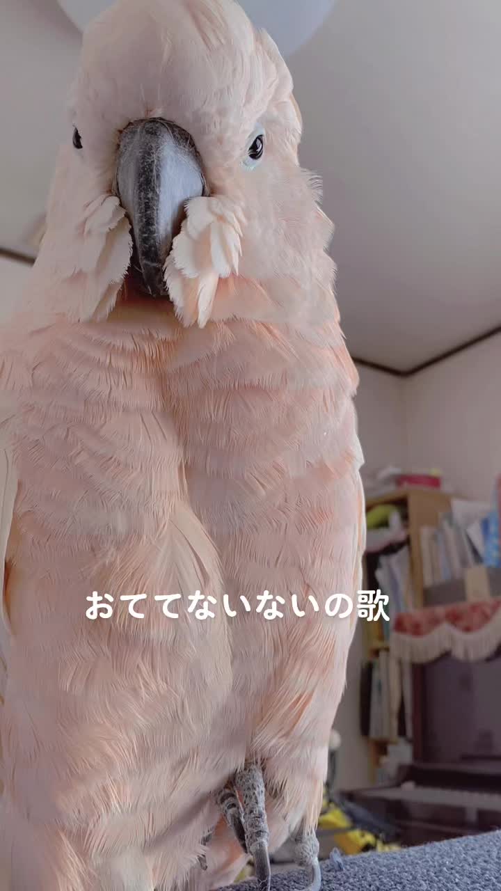 @poremomo