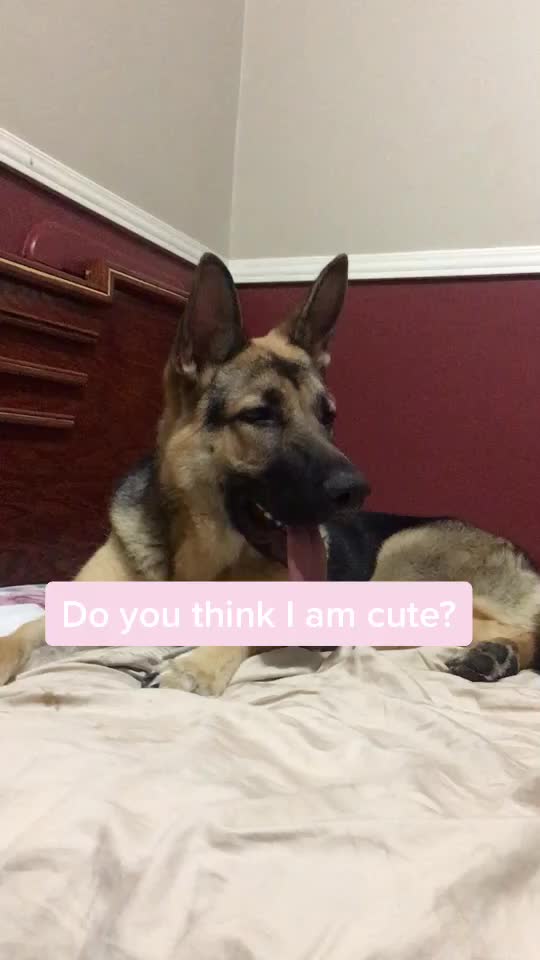 @🐶 Lily 🐶