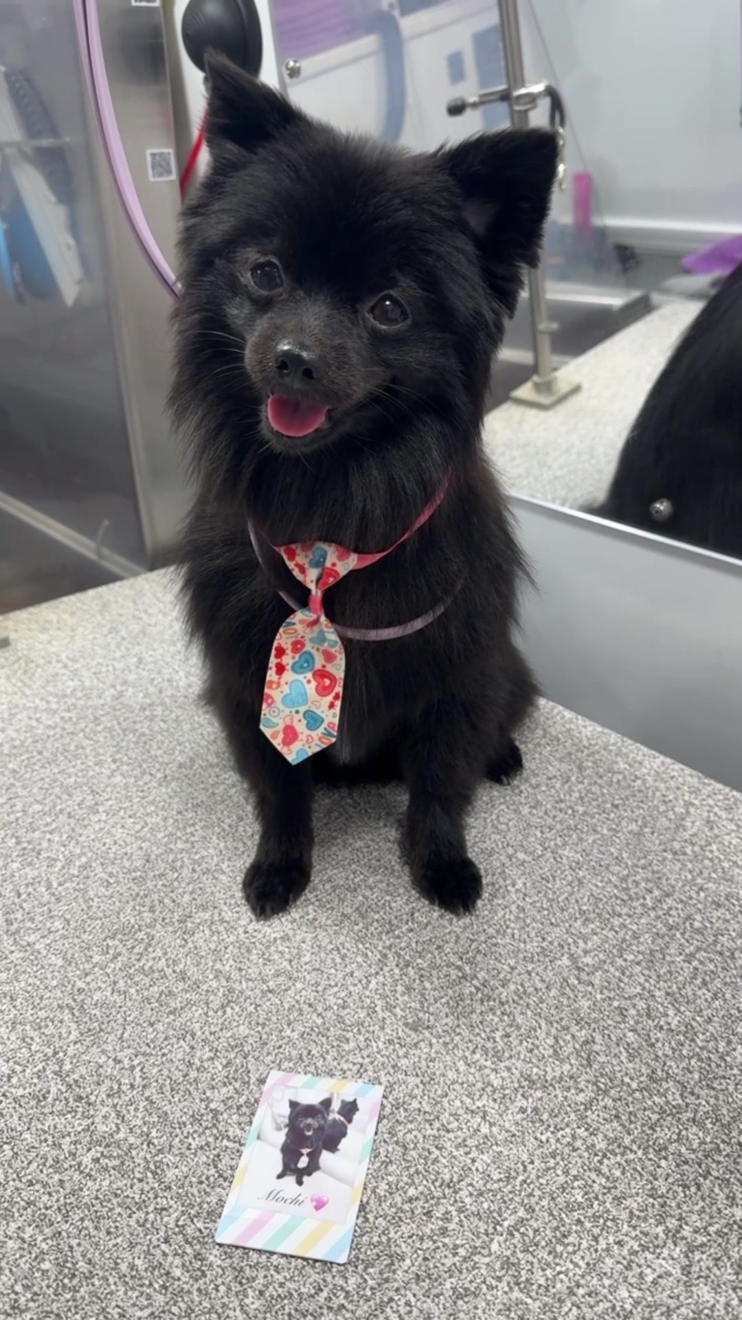 @the_Pawfectionist