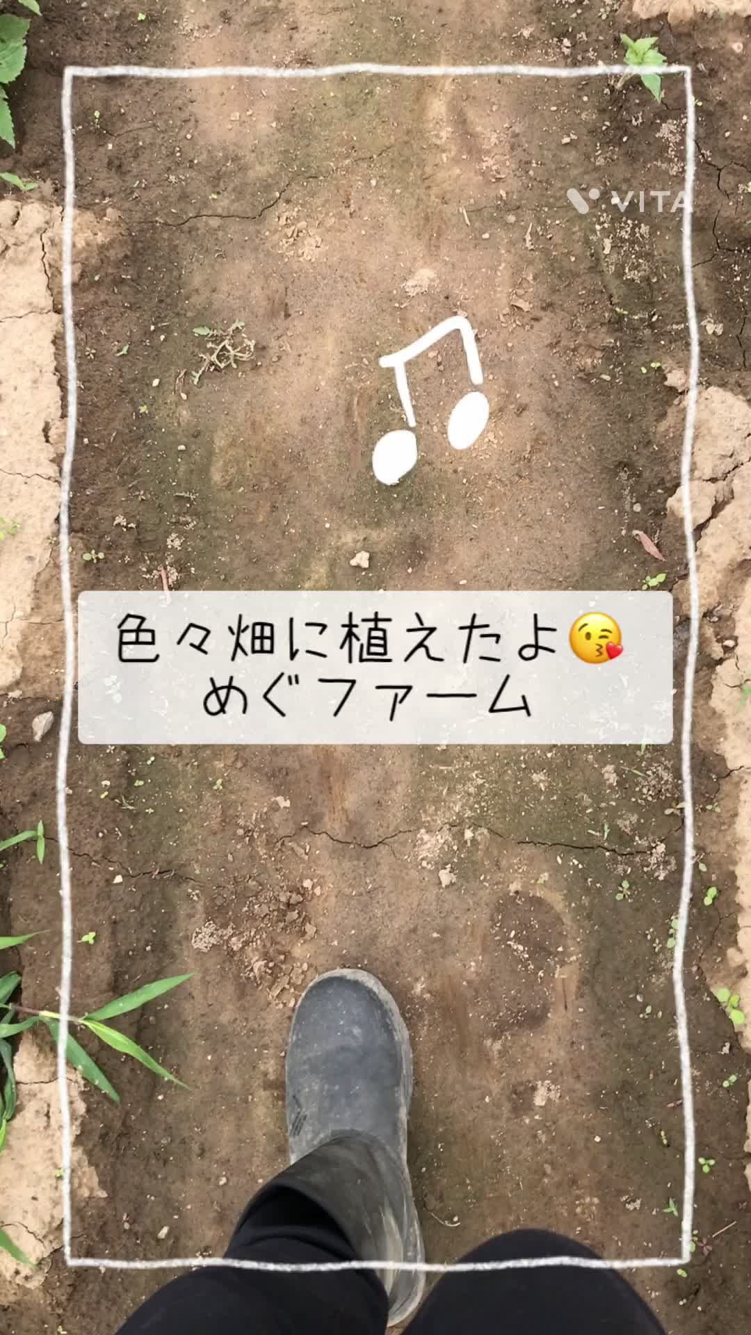 @めぐファームゴカ