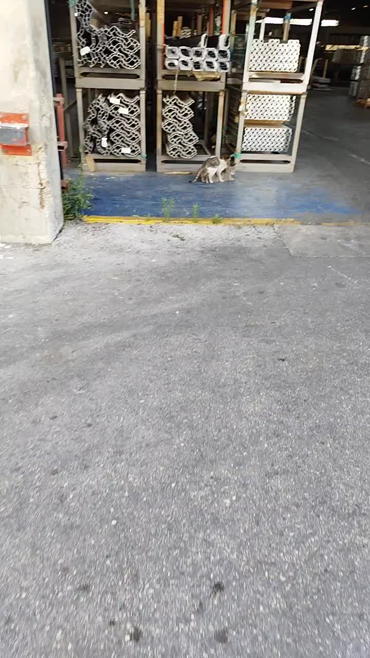 @جورجينا درويش