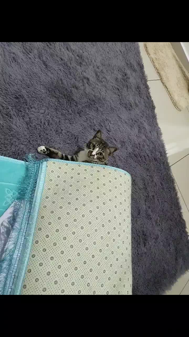 @Kucing comel