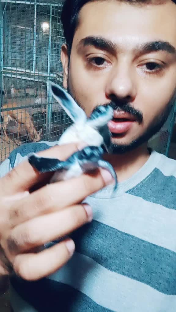@jimmy_junaid_zoologist