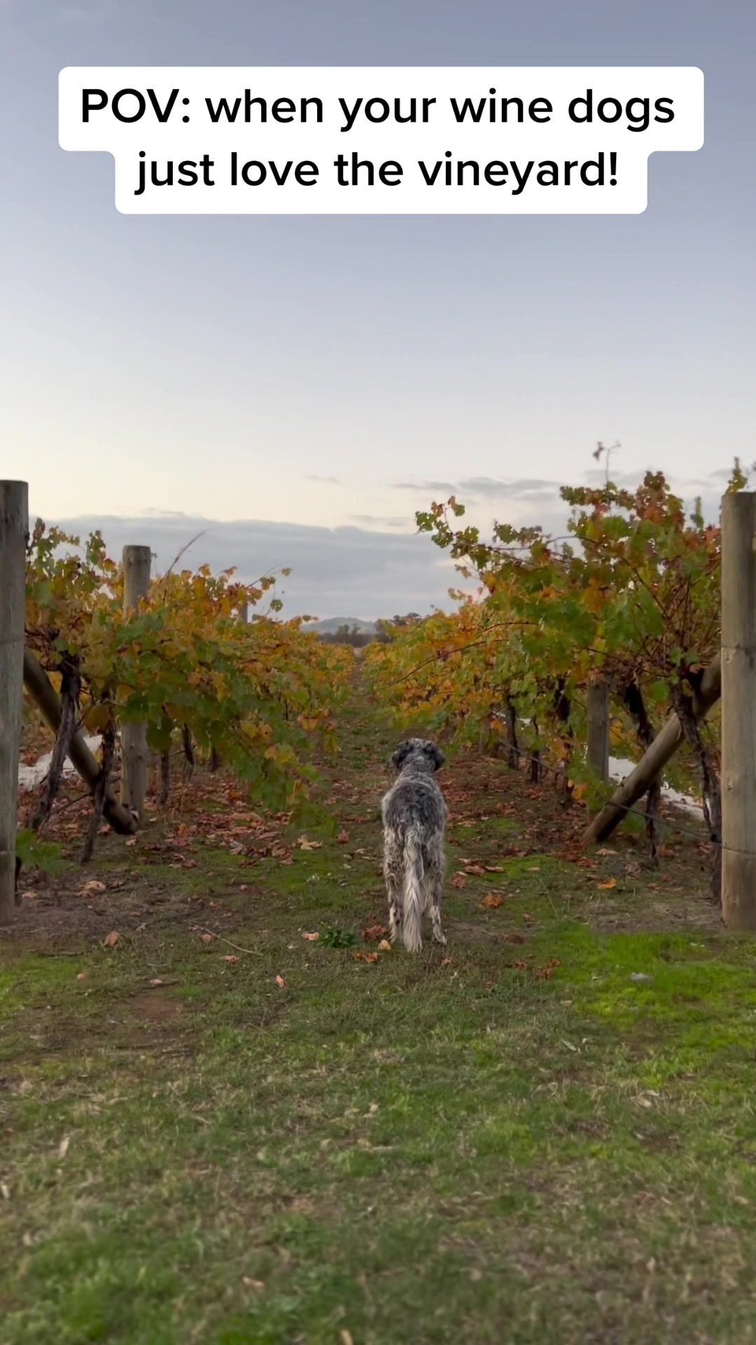 @Munari Wines Heathcote