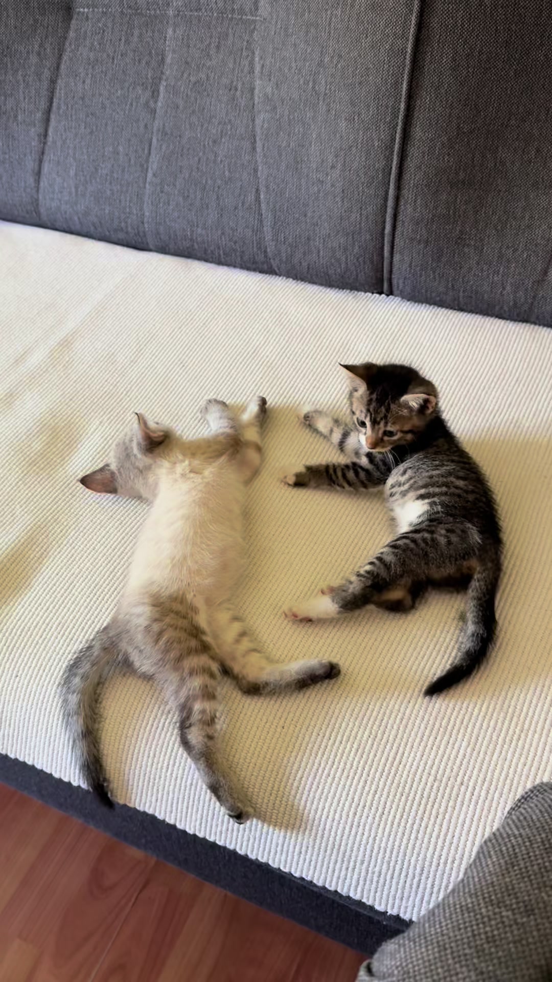 @Sladja🐱