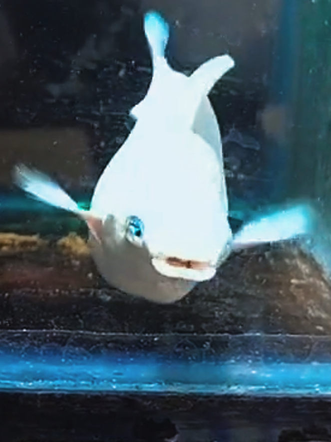 @dexx aquatics