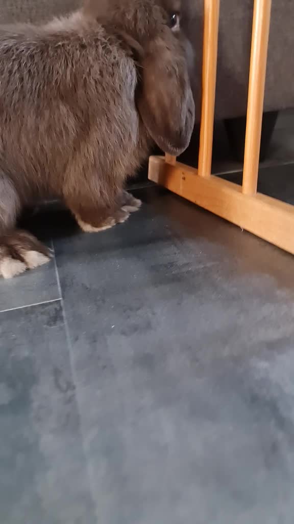@Odin_le_lapin