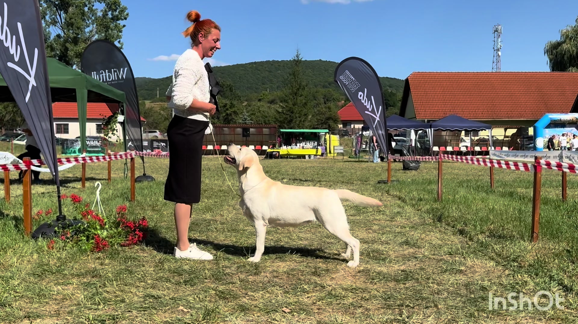 @Розплідник лабрадорів Україна