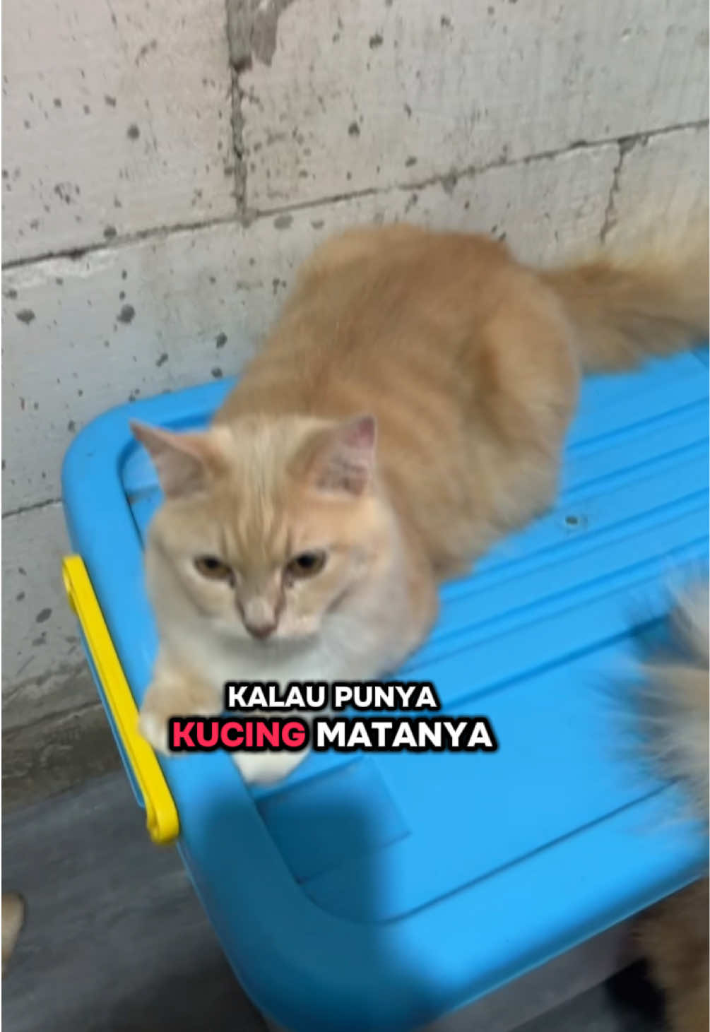 @BUMI ANABUL😺