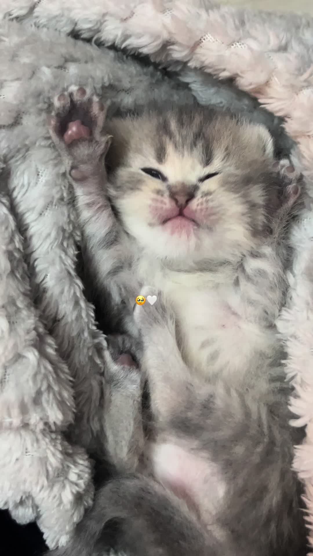 @رغد .