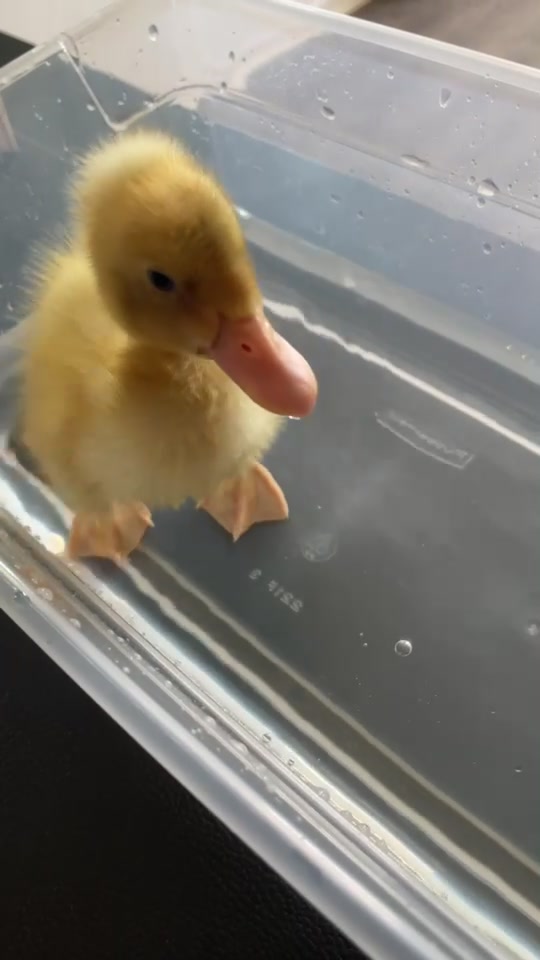 @Duckin_Around