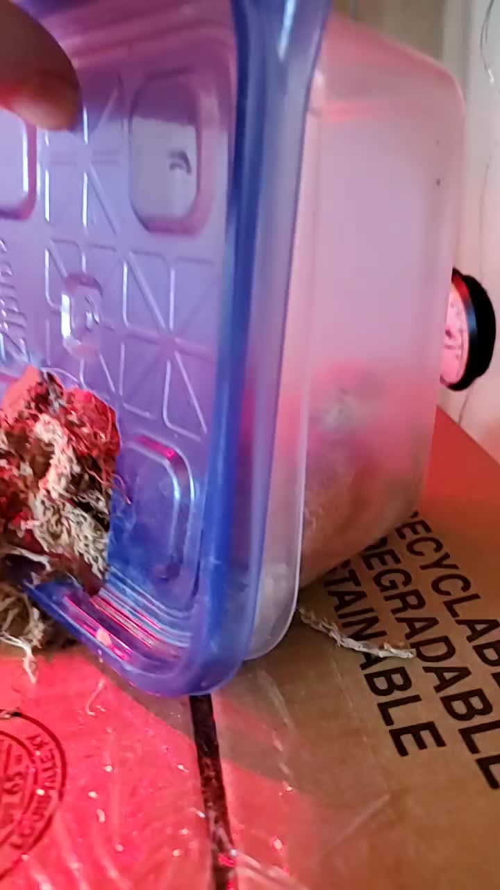 @Rikers Reptiles