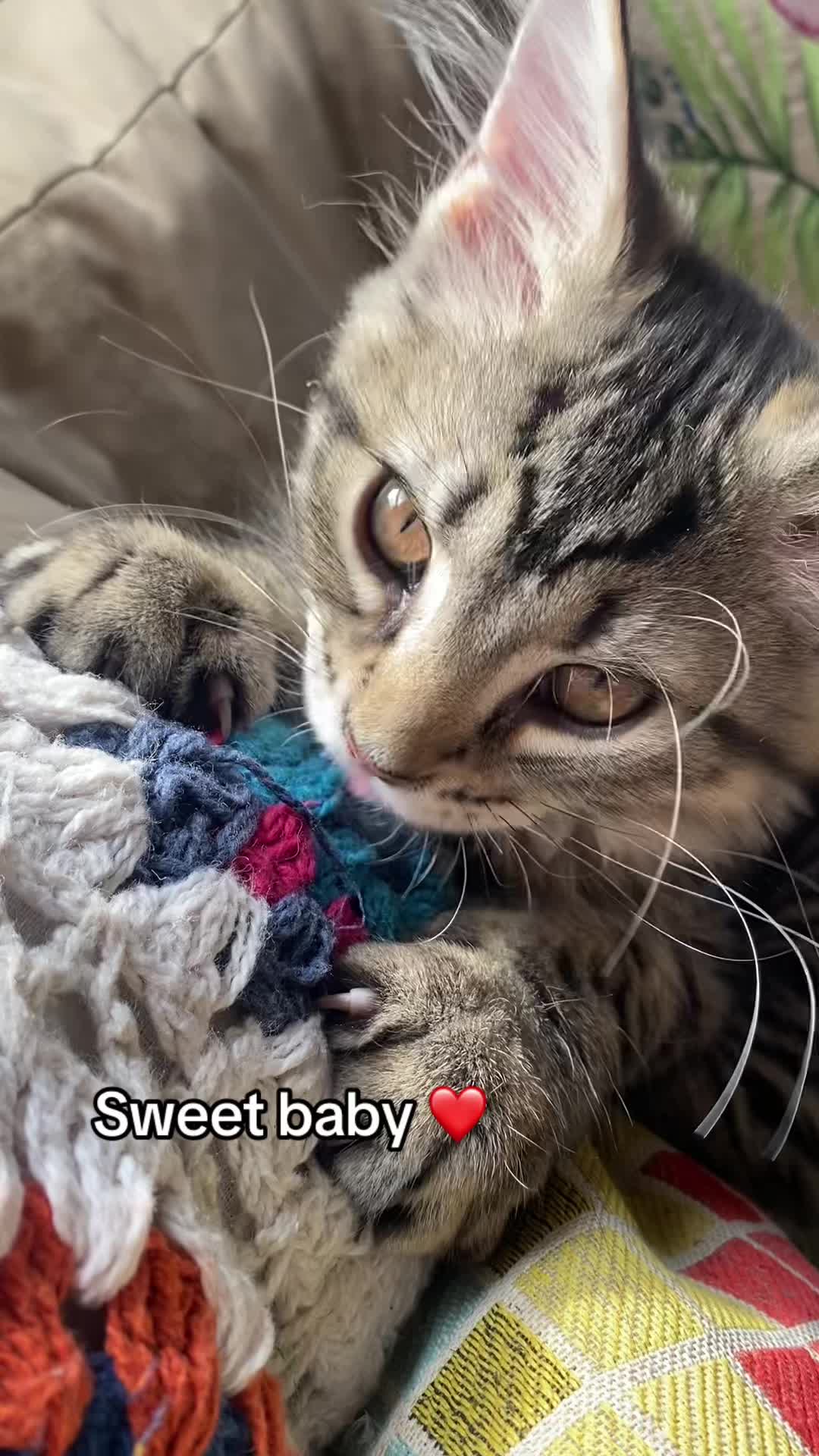@Lennon & Ringo the kittens