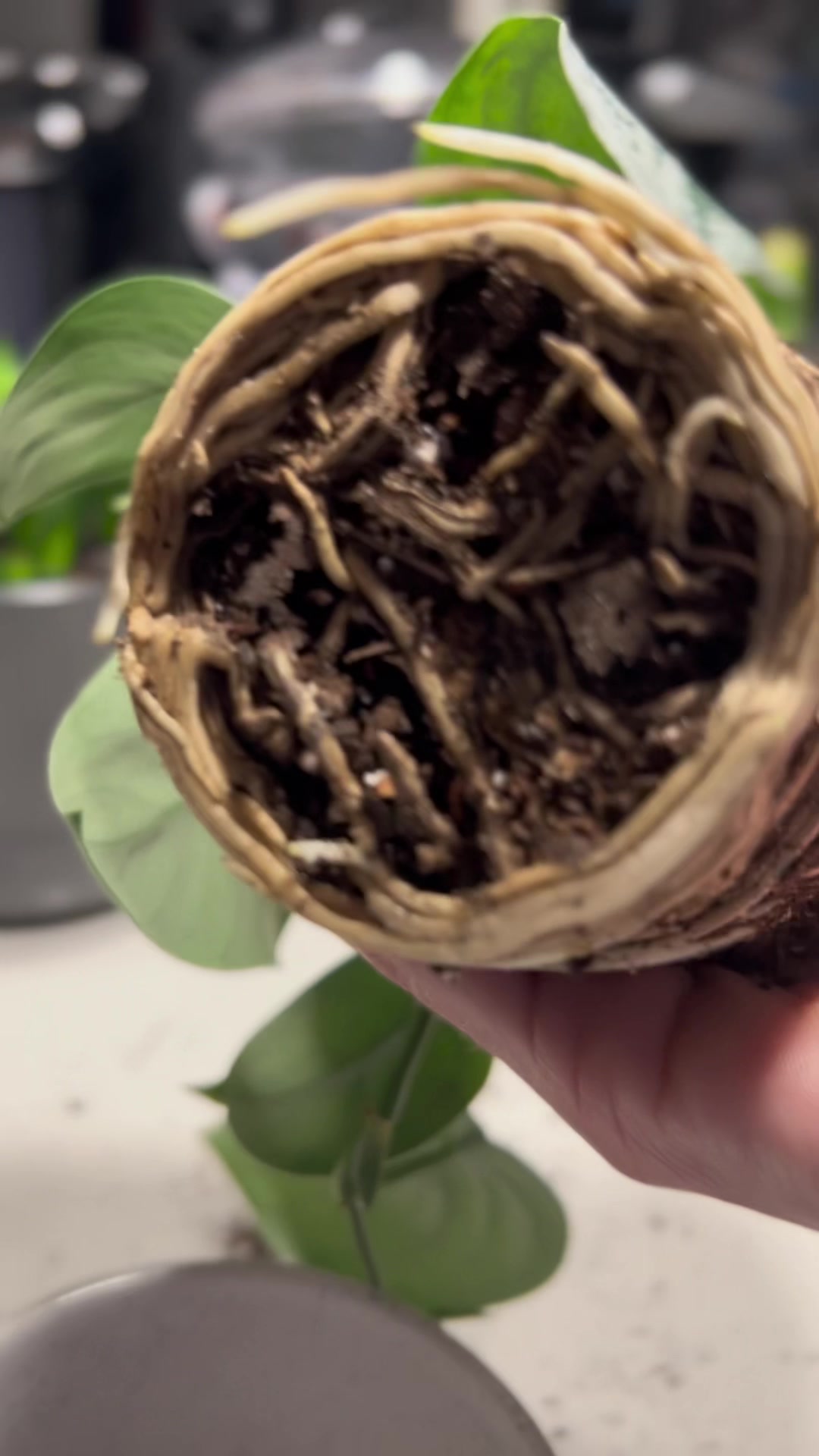 @Tiny Plants