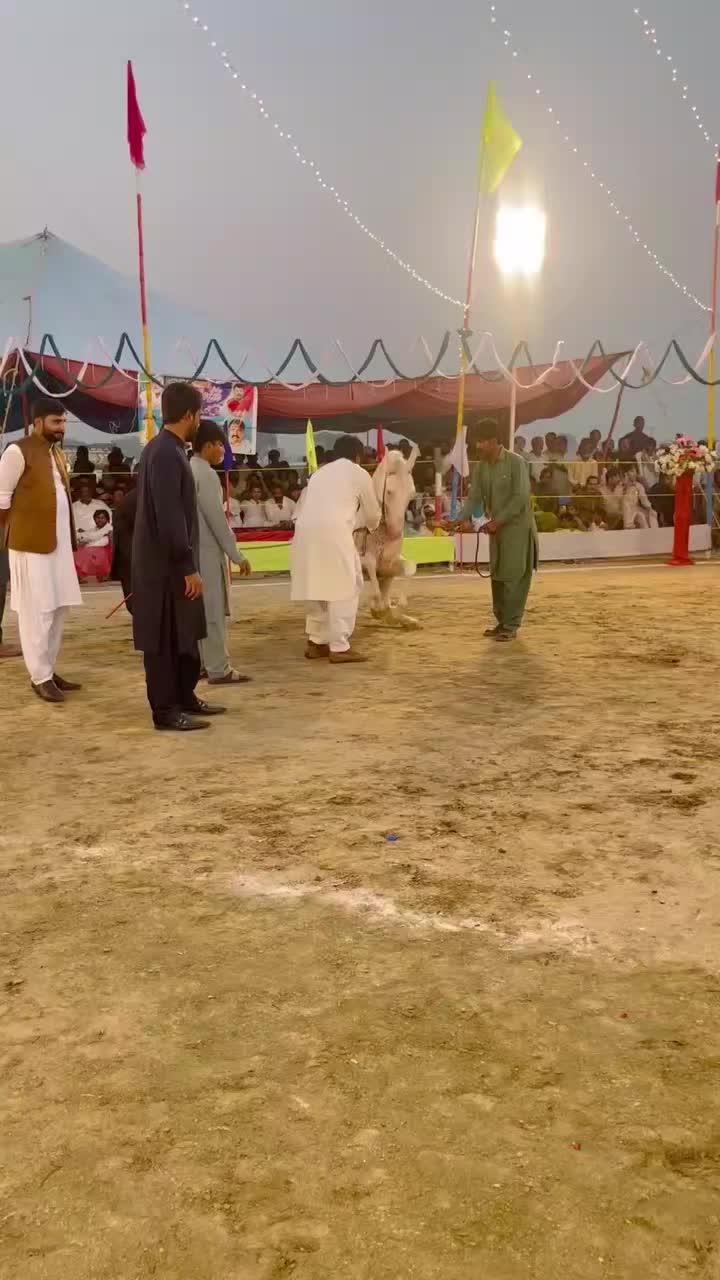 @horse dance #world