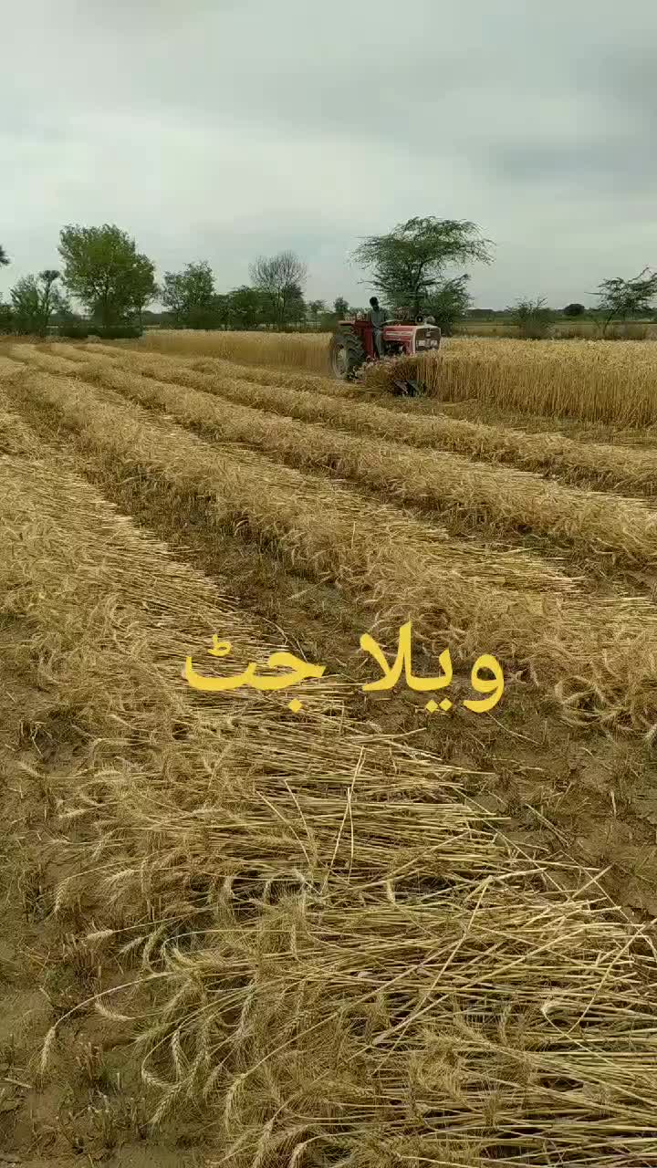 @ویلاجٹ