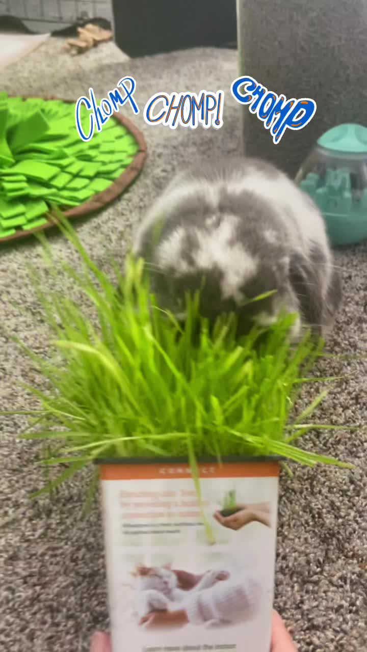 @BunBun and BaeBae