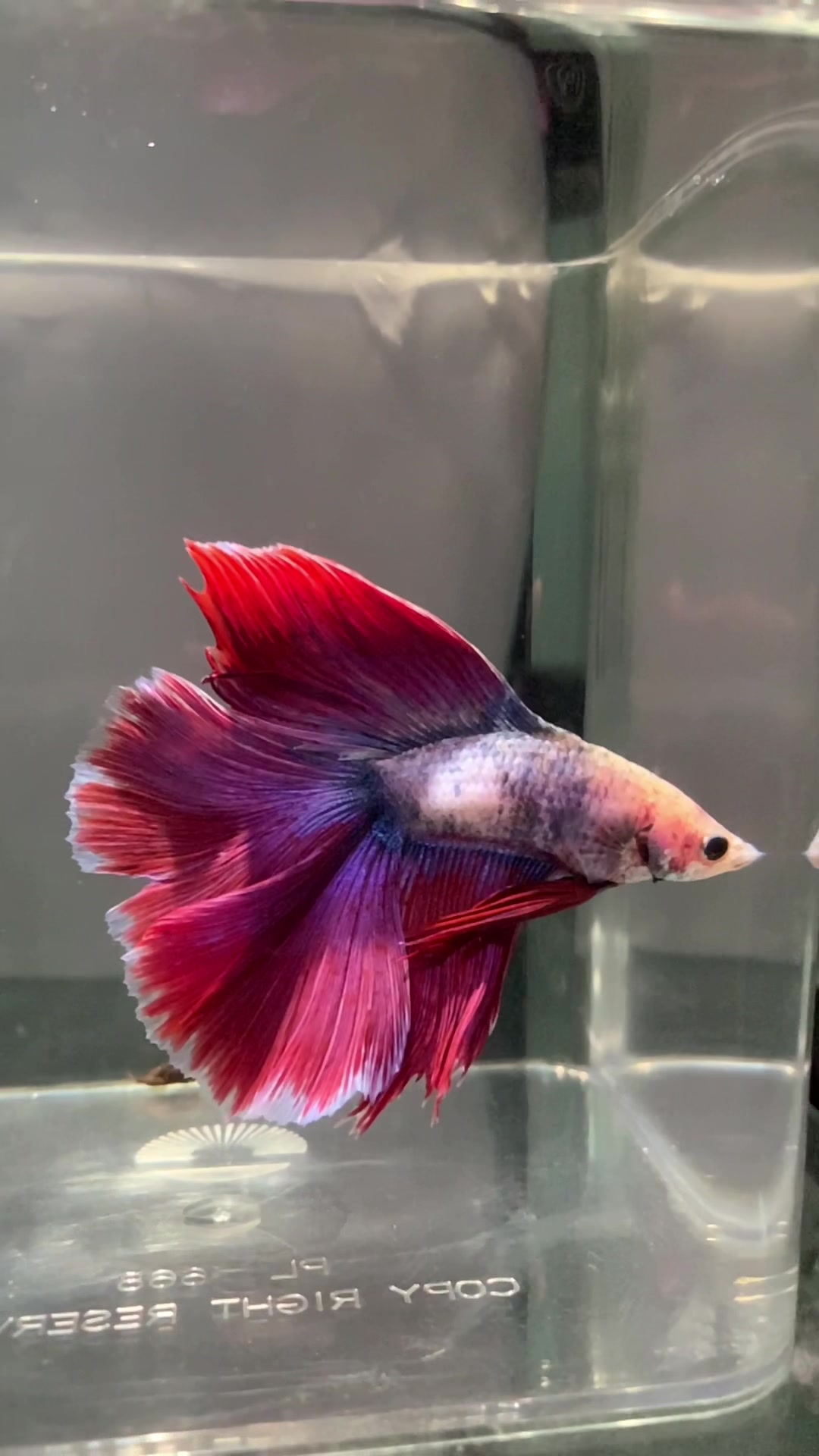 @HCw Betta