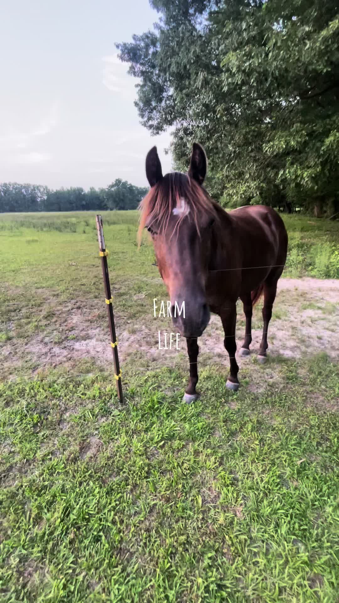 @Allison Rowe • Rowe Cattle Co