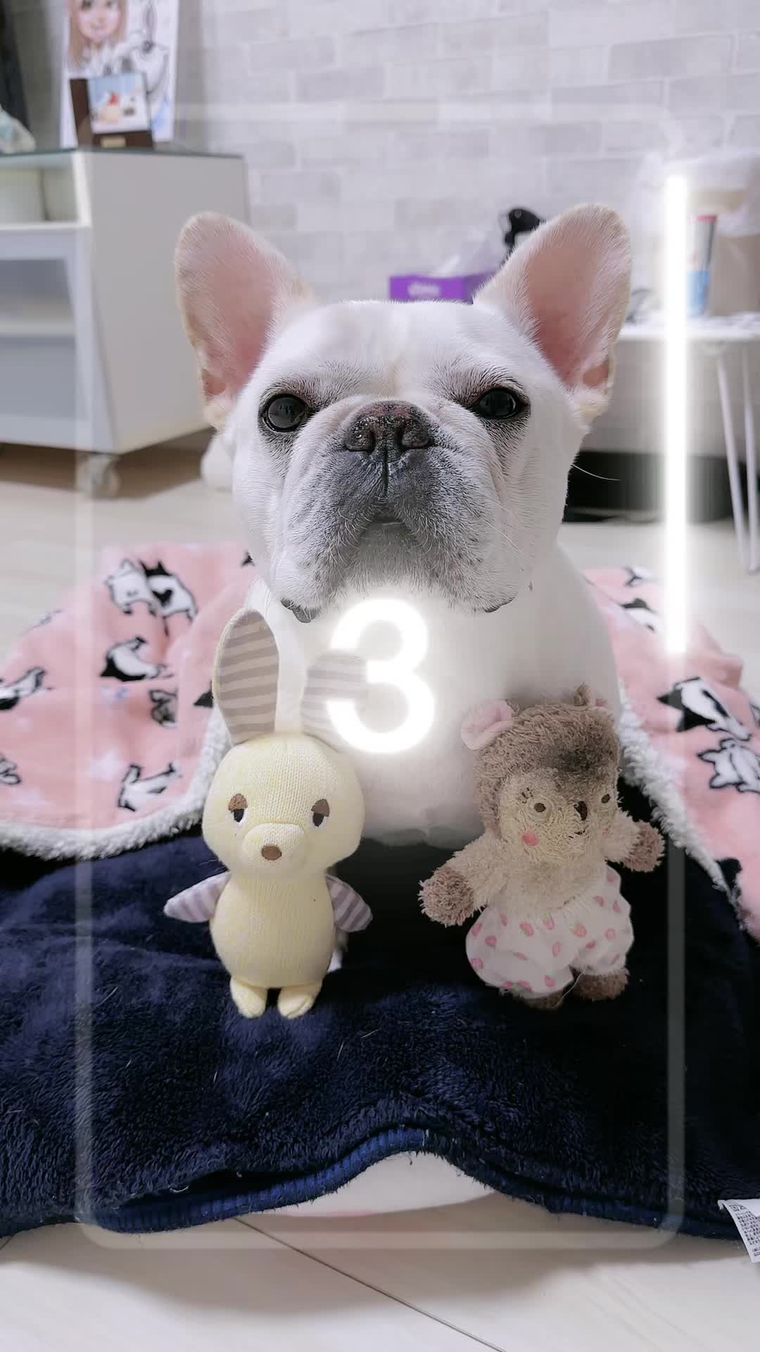@フレンチブルドッグのPorco(ポルコ)🐷