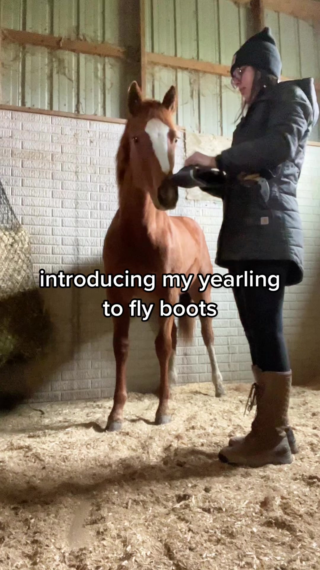 @Rachel ⚡️ Equine Photographer