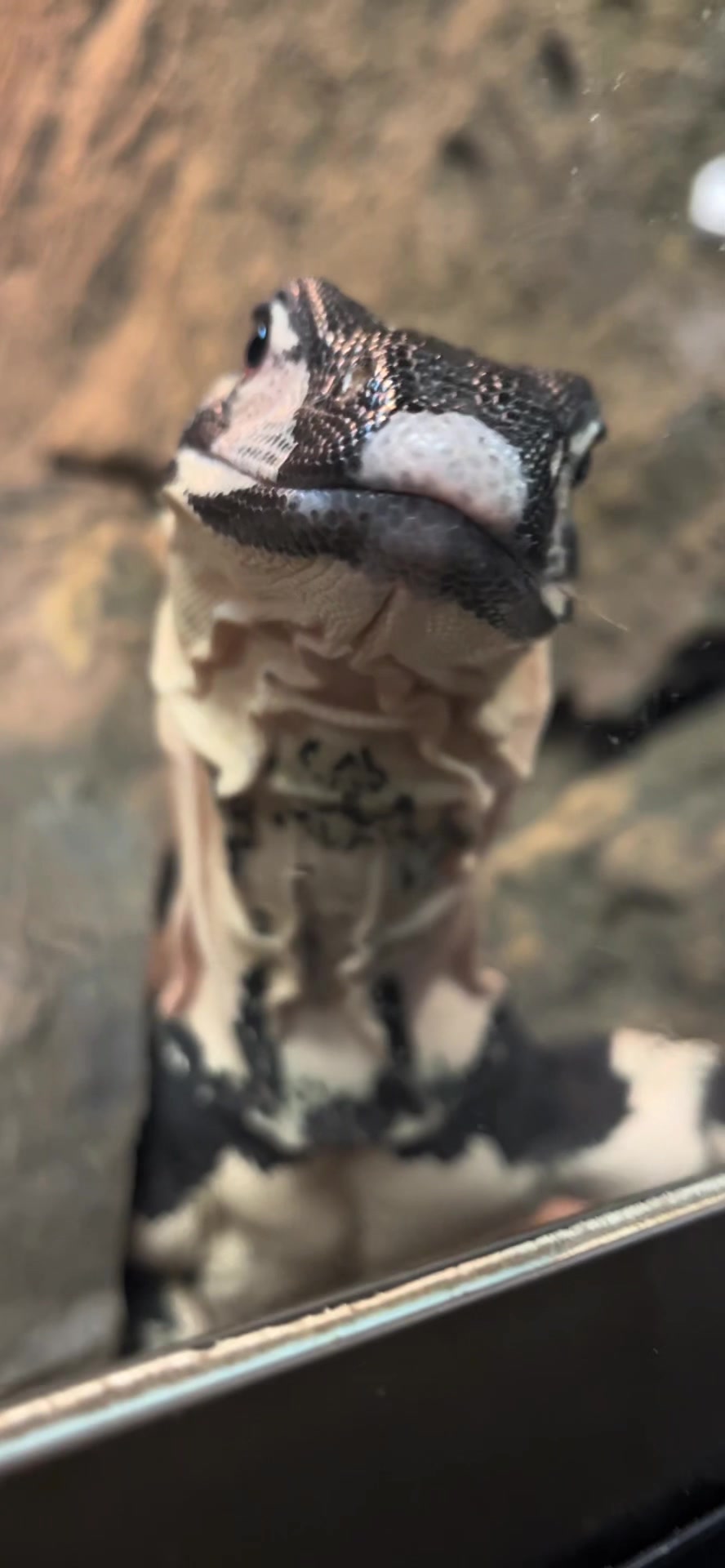 @The Reptarium