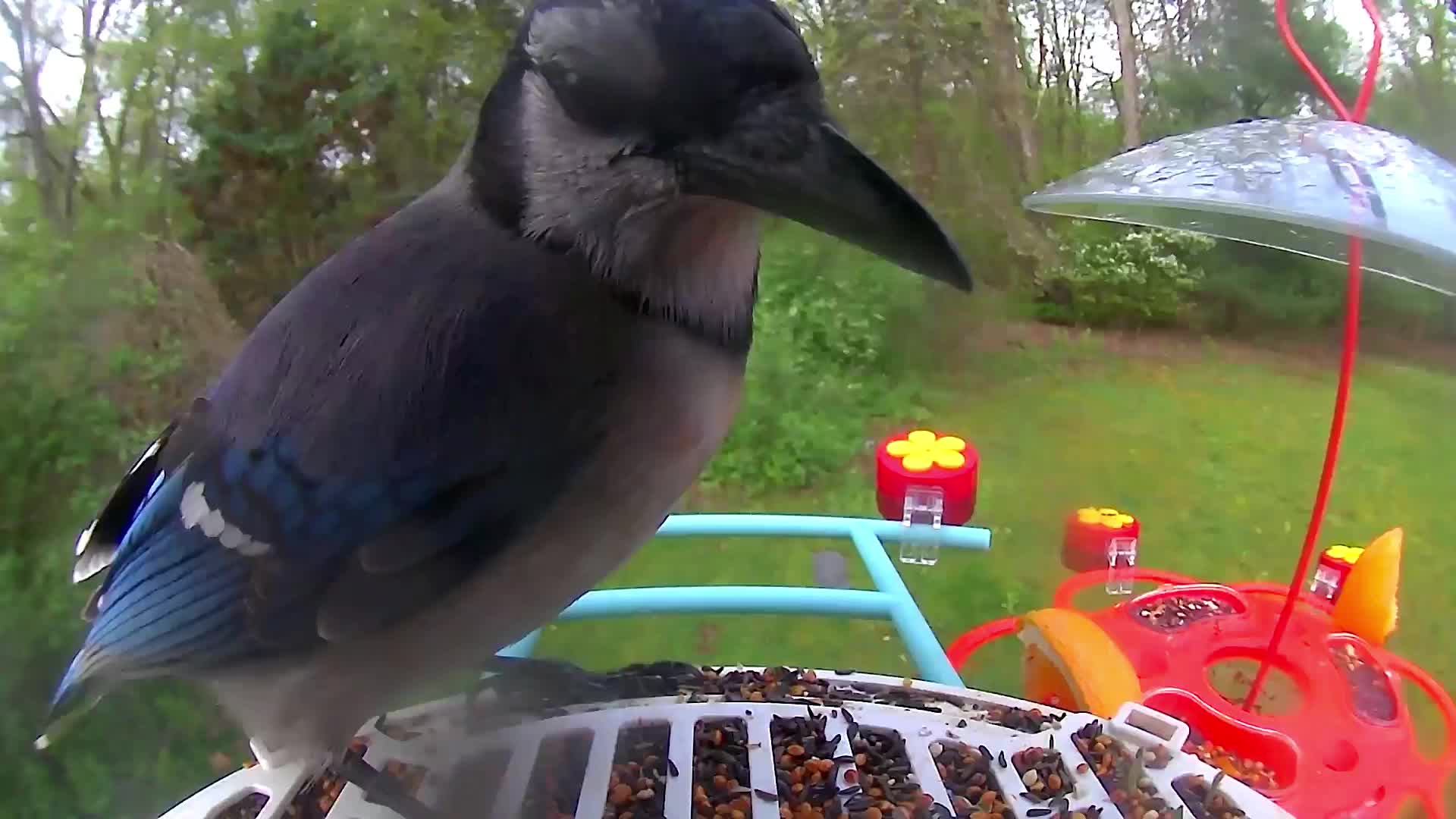 @Bird feeder Cam