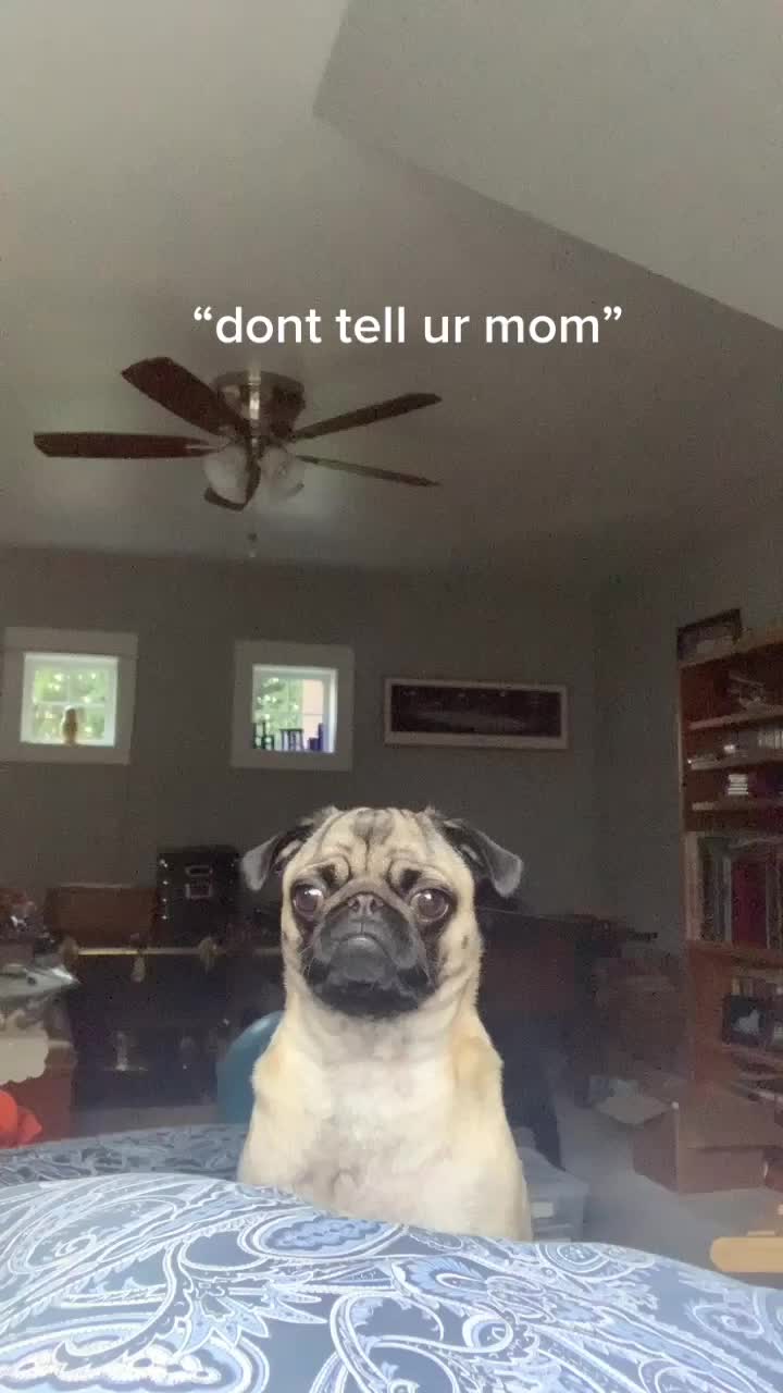 @The real Dave the pug🐶