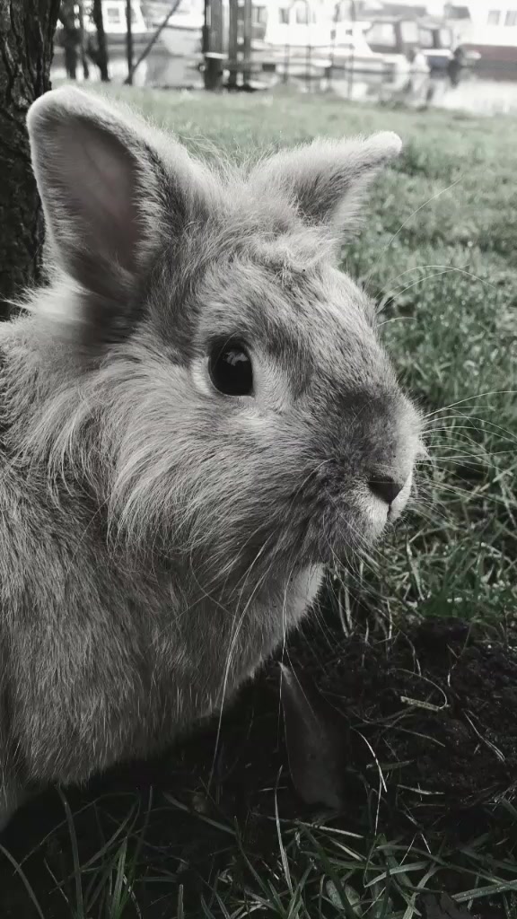@Dieren lovers 💞