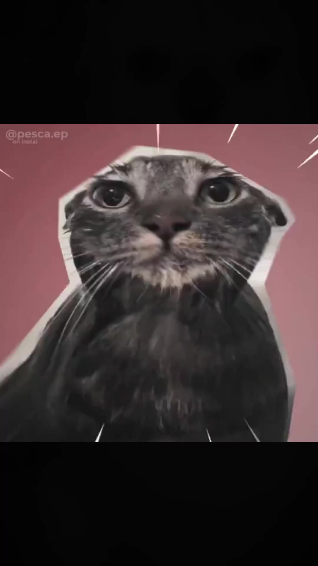@🇦🇷meowl🇦🇷