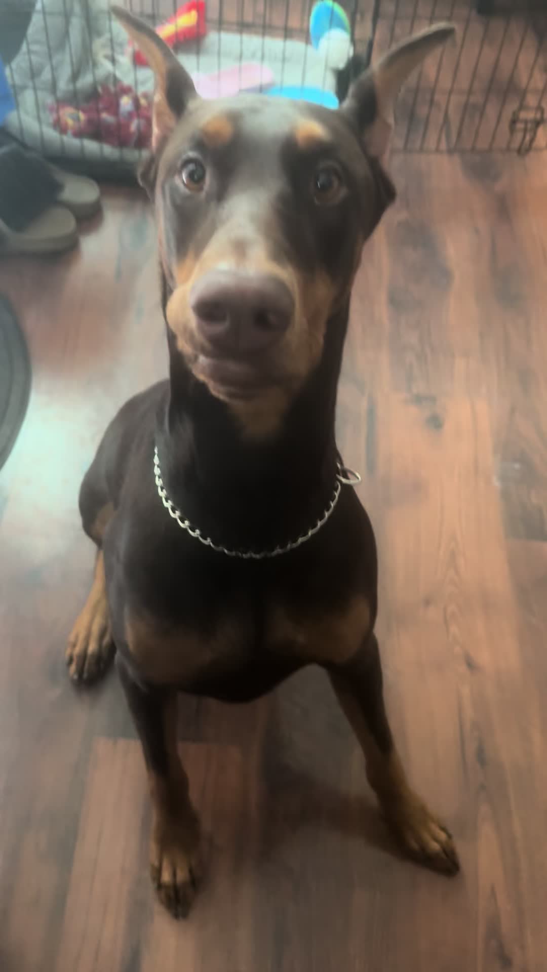 @ShantitheDobie