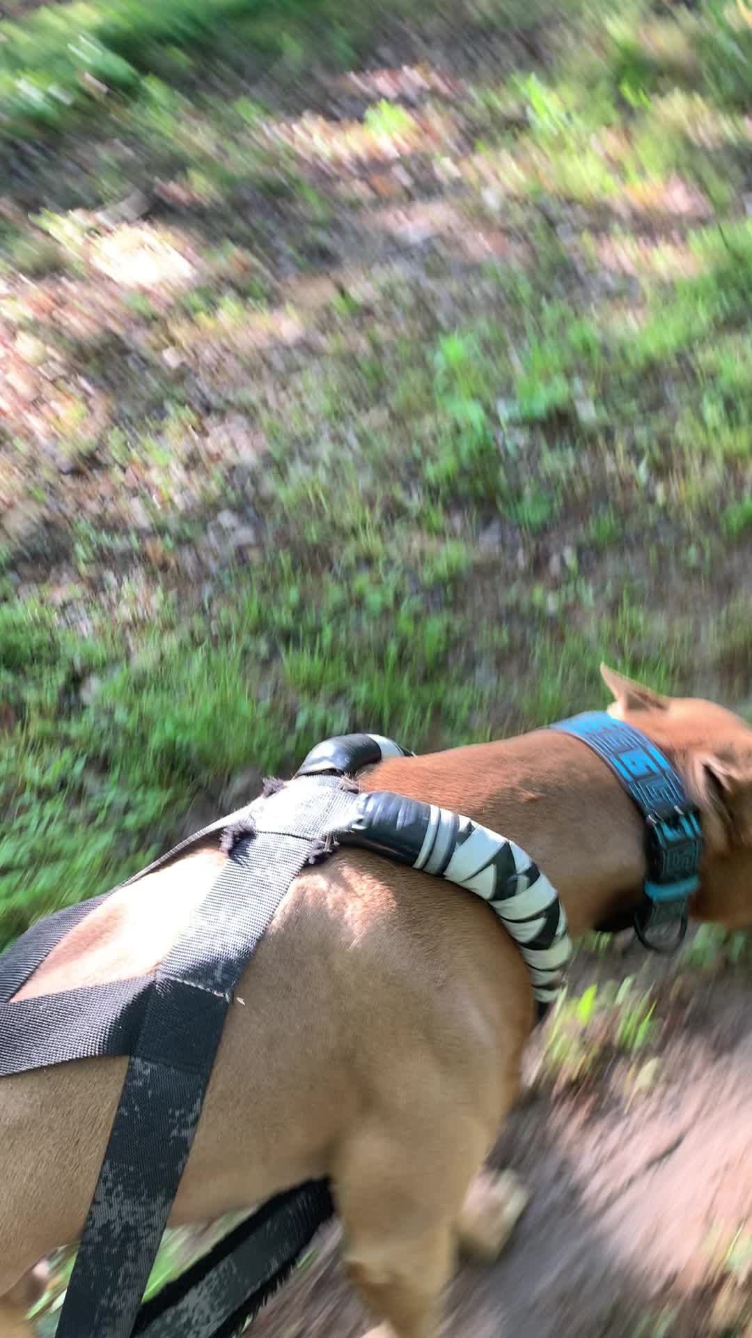 @Mount_Ruckus_Kennels