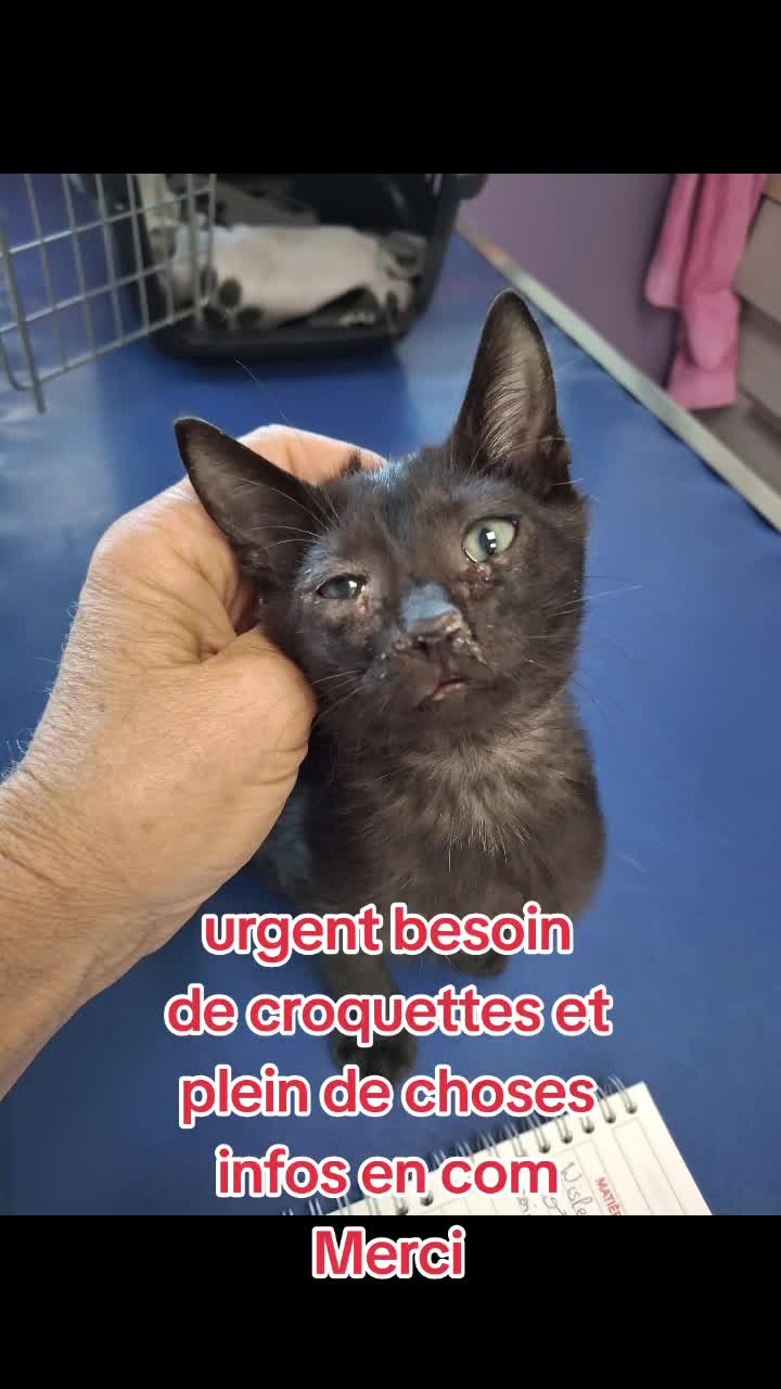 @Ass Les petits f&eacute;lins de Corse
