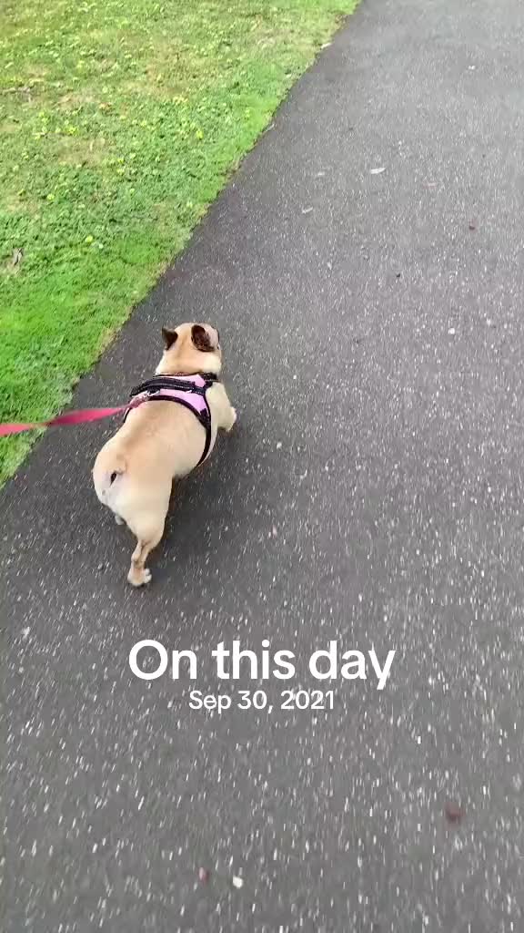 @Miss Lola the Frenchie