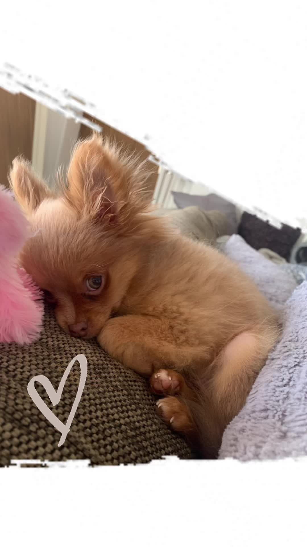 @Lisa💙PhiLLs kleine Nervensäge