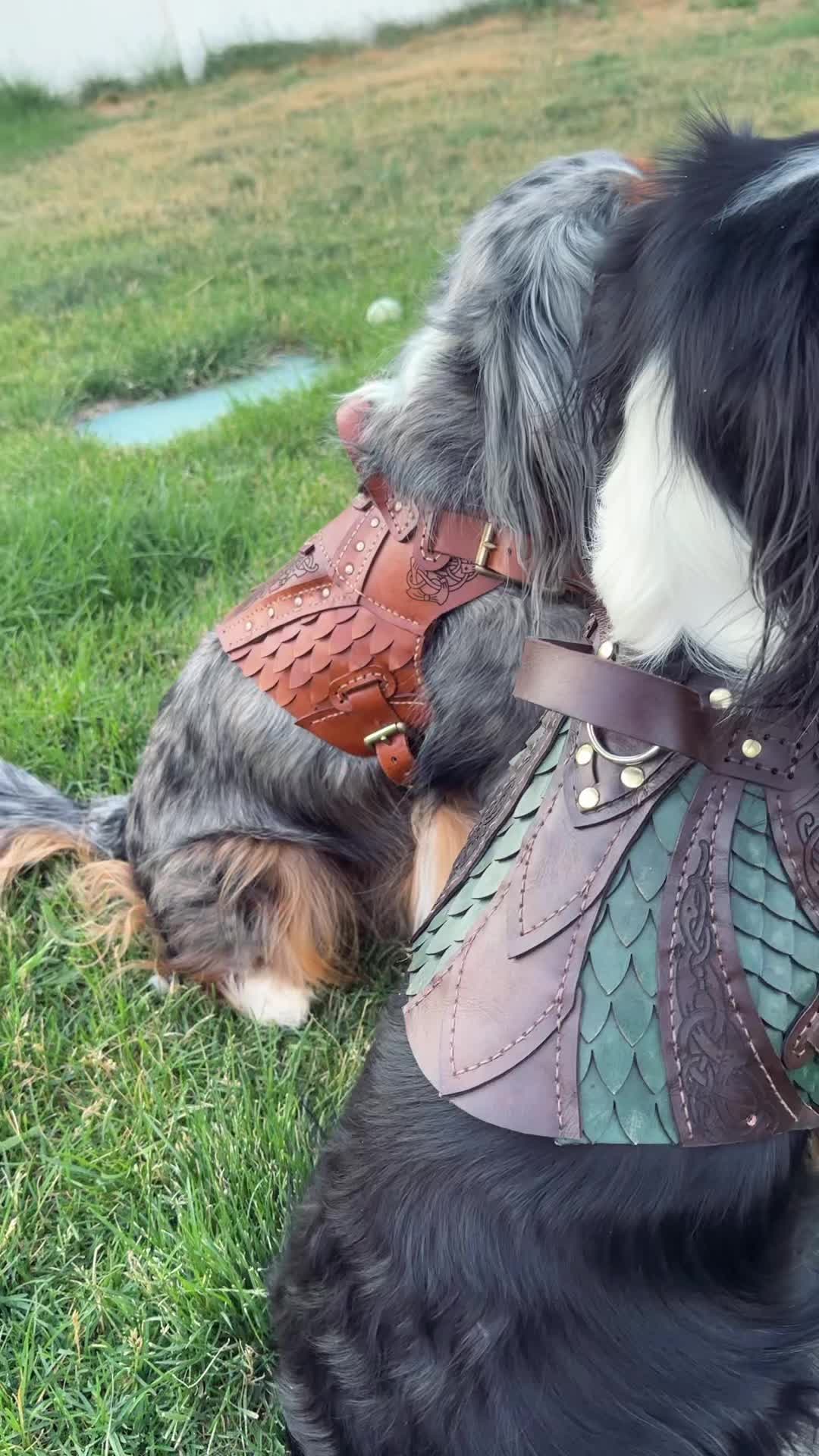 @Pet Armor | Arcane Armory