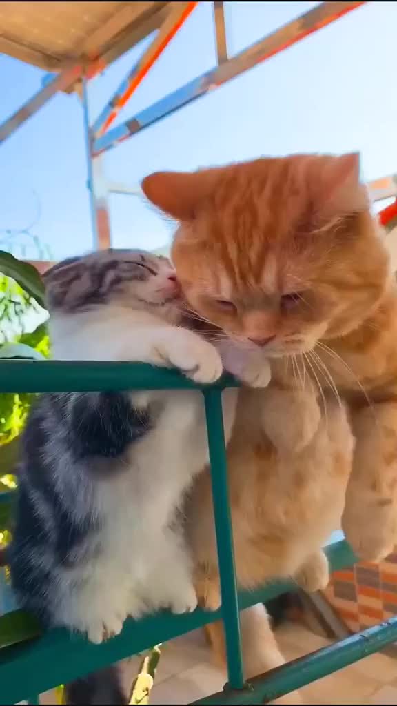 @hgz143