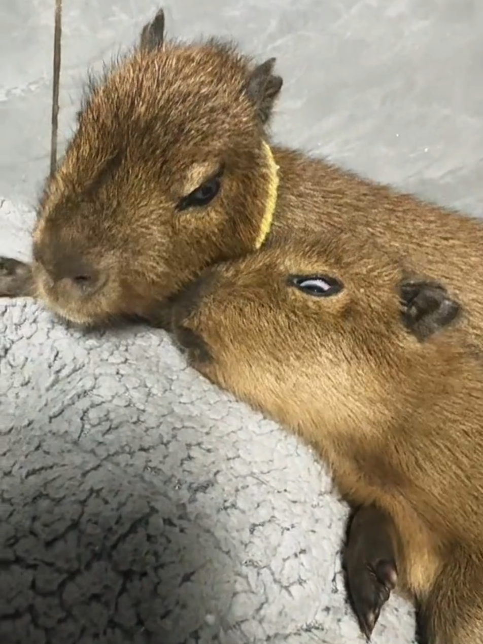 @capybara121224