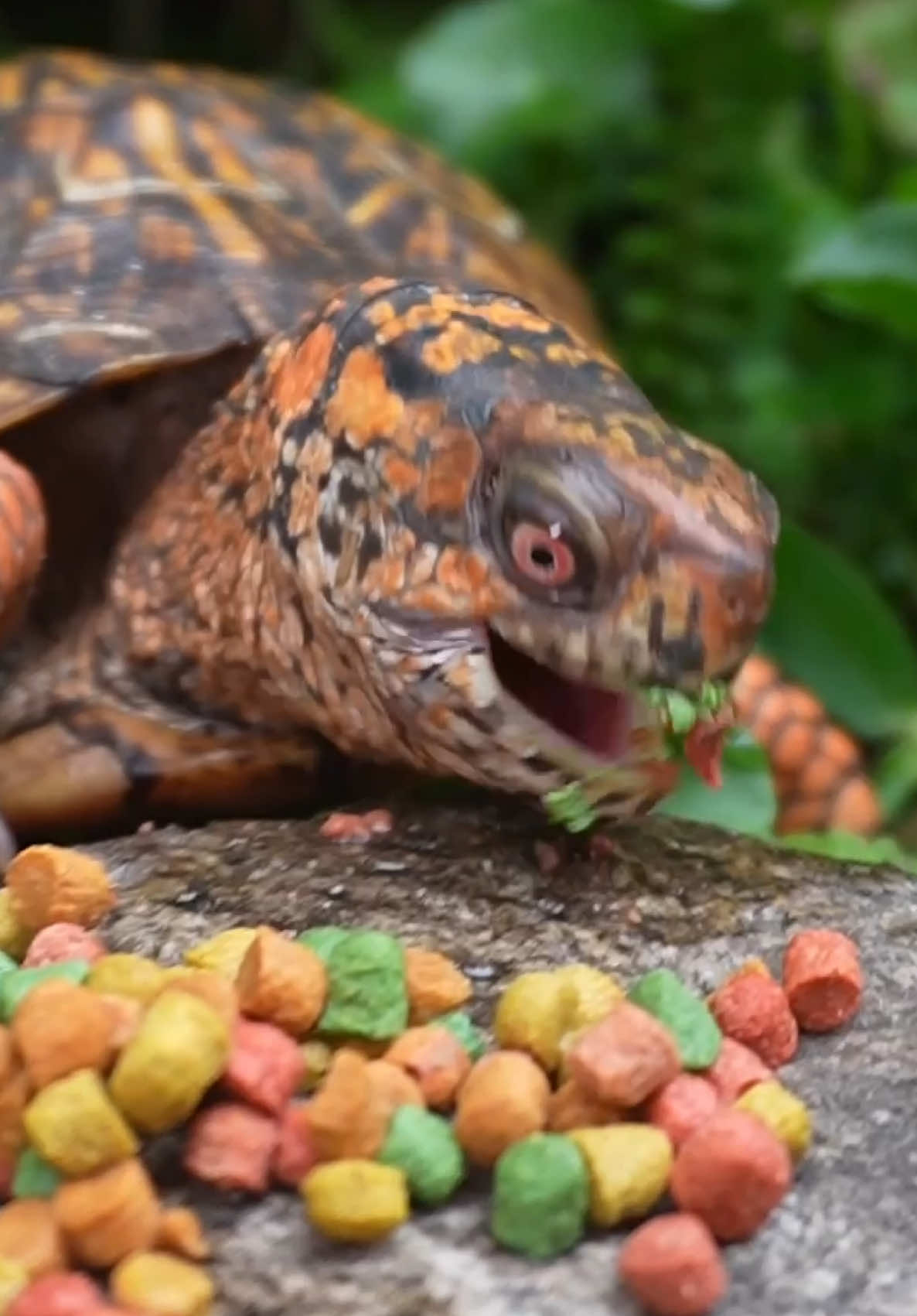 @Tommys_reptiles