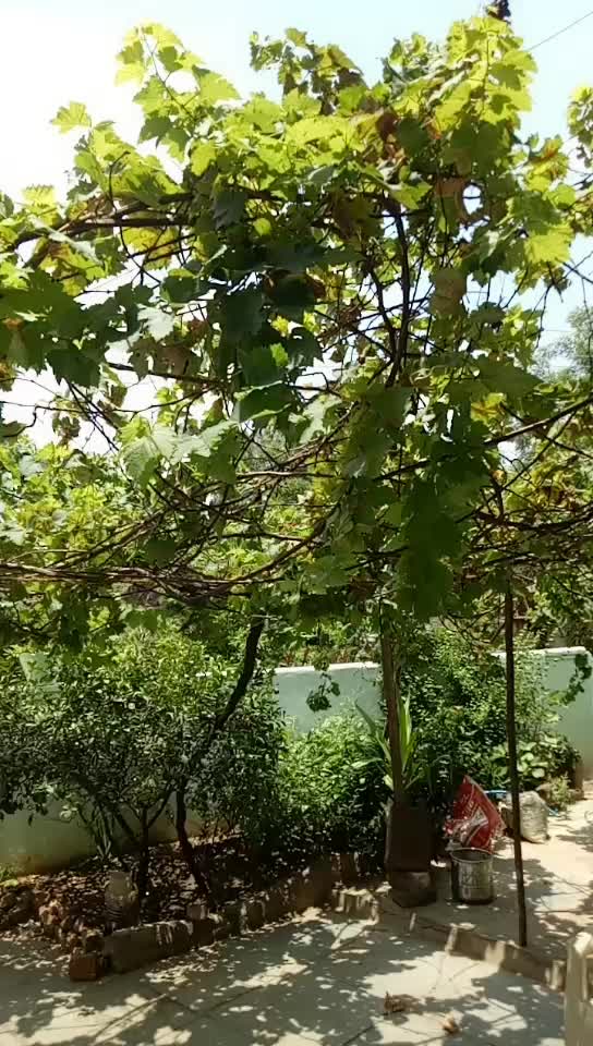 @mogulaganirajesh444