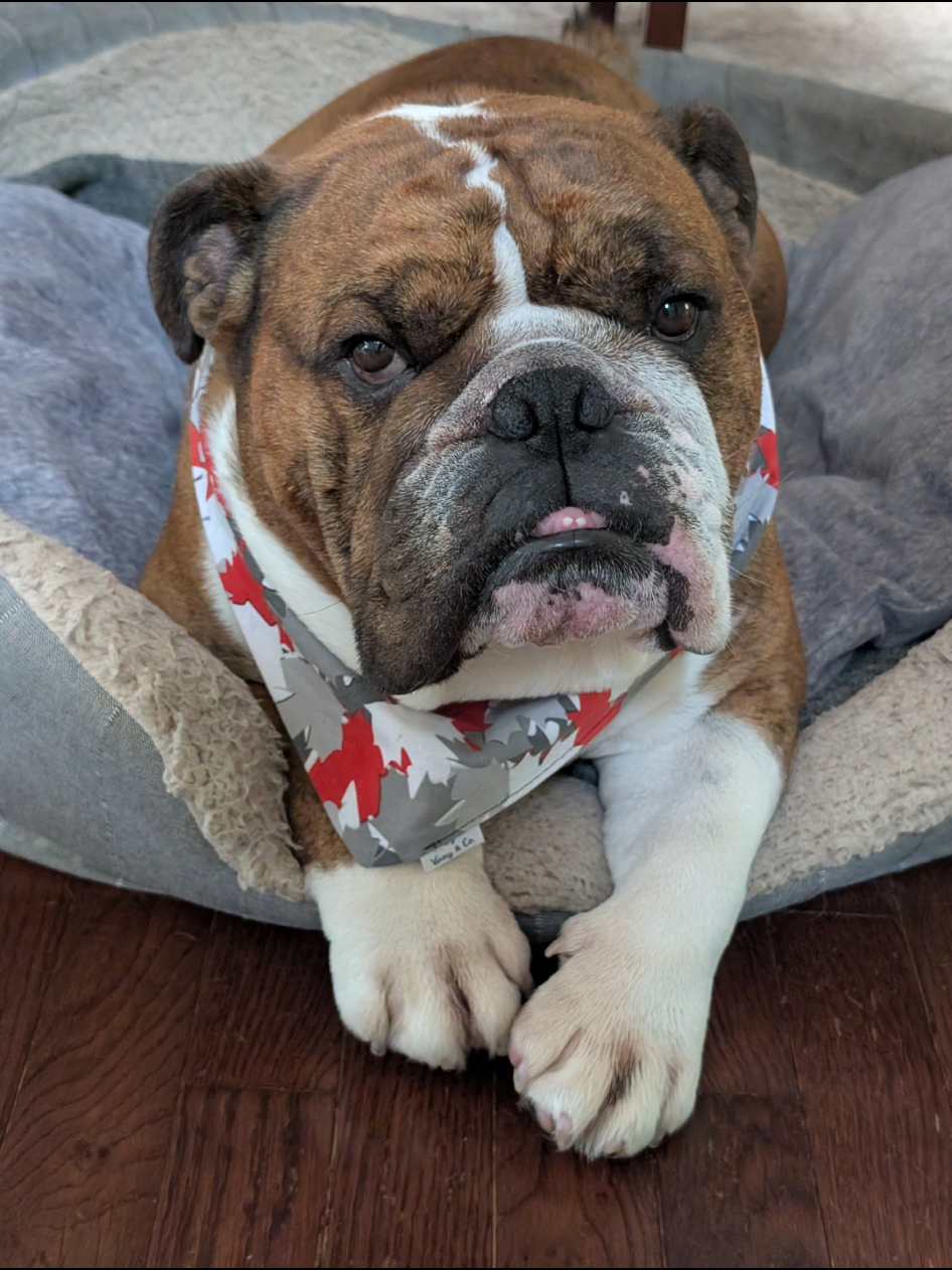 @Vinny The Bulldog
