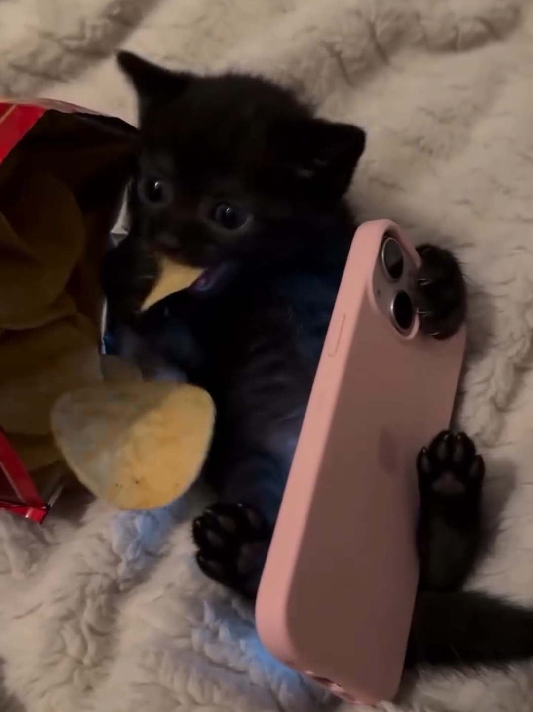 @Chonky World Of Cats