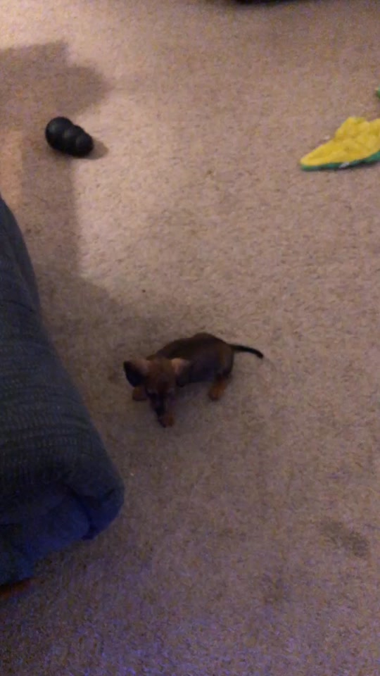 @Baby doxie