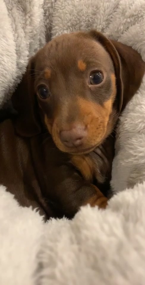 @Pip The Sausage 🤍