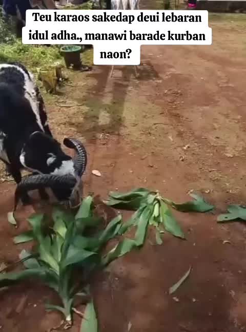 @Ani syahreza