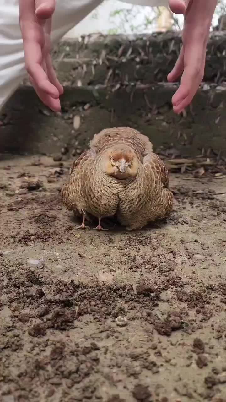 @Birds Lover