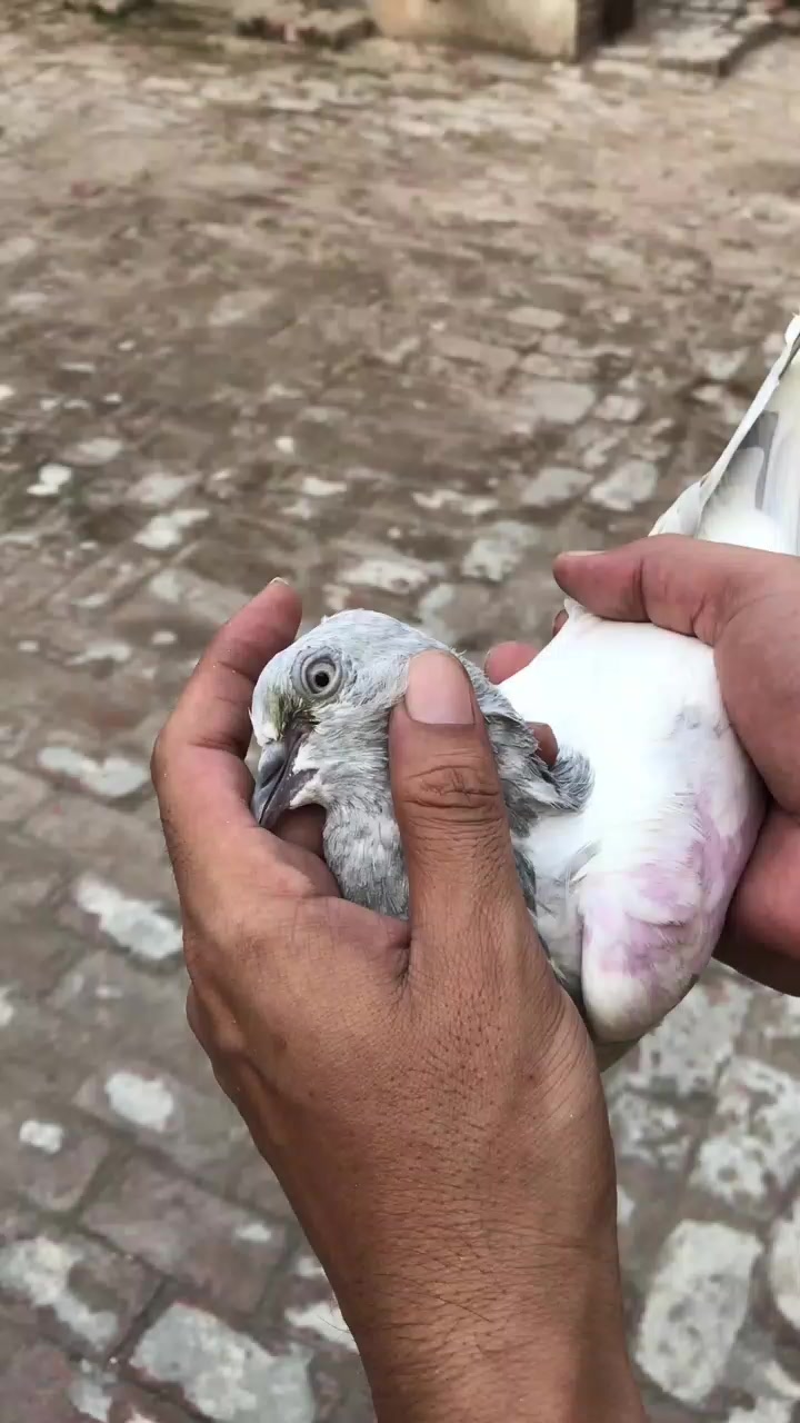 @Gujjar🦅